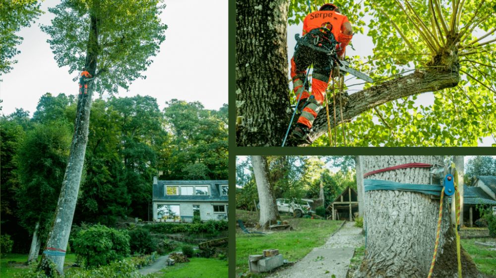 Saint Lô, Démontage peuplier, Cérisy-la-Forêt .png