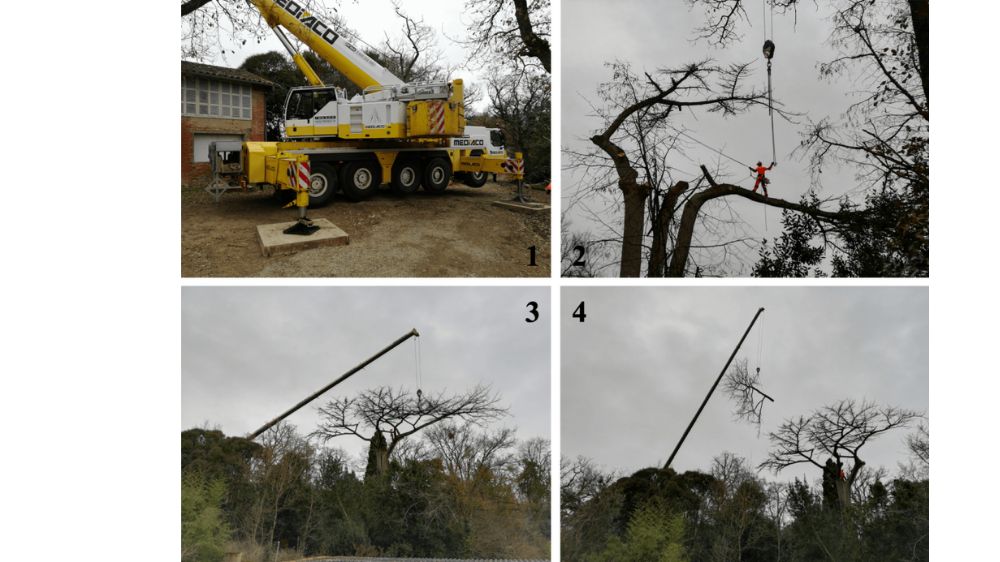 Toulouse, Démontage d'un cèdre mort, Cornebarrieu.png