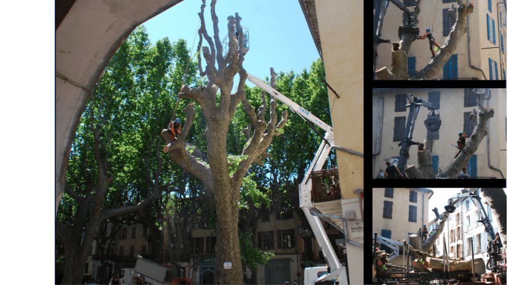 Toulon, Abattage platane place du marché, Salerne, Démontage.png