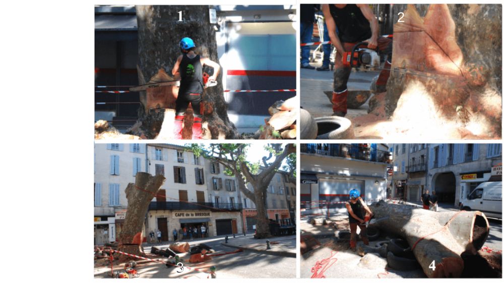 Toulon, Abattage platane place du marché, Salerne, Démontage 2.png