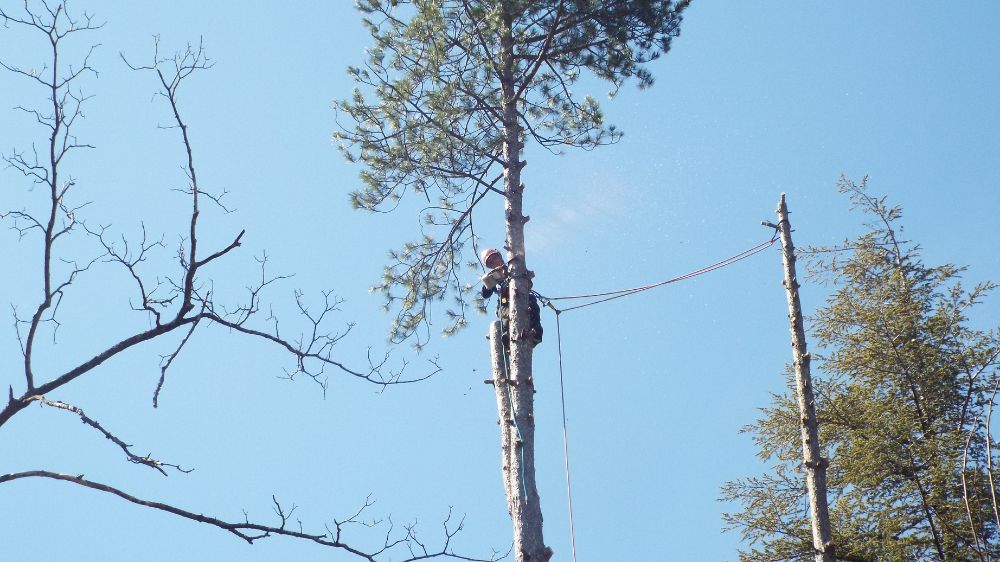 Abattage démontage SERPE Ventavon.png