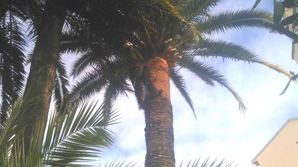 palmier charanconne.png