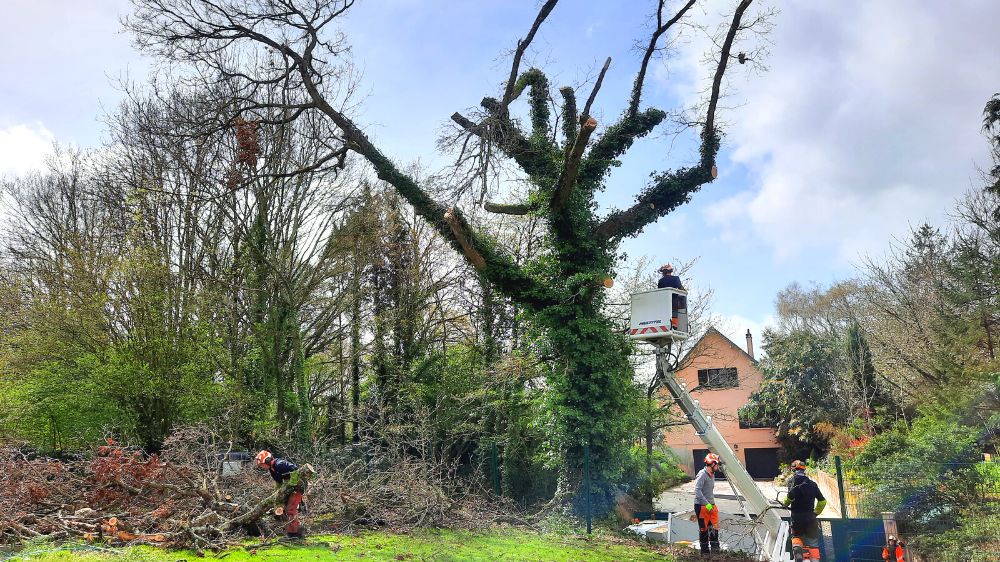 St Lo - St Lô - abattage par démontage 2022 -1 .png