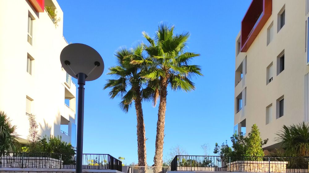 Saint Aunes - Montpellier - Plantation Palmier Grue mobile.png