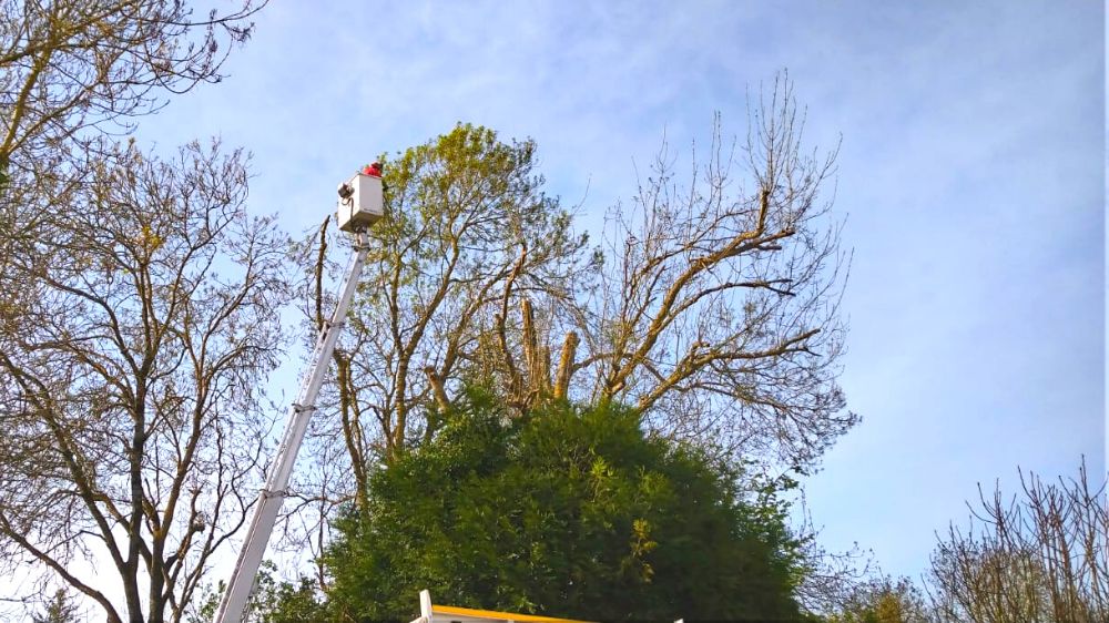 Limoges - Vouhe - Ecimage arbres -taille réduction .png