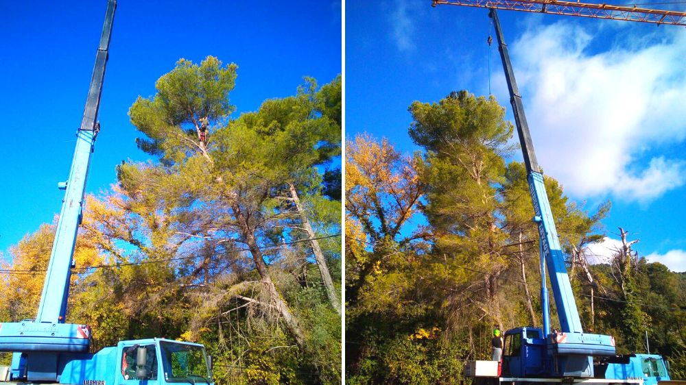 Toulon - Claviers - Démontage à la grue de deux pins - 2020.png