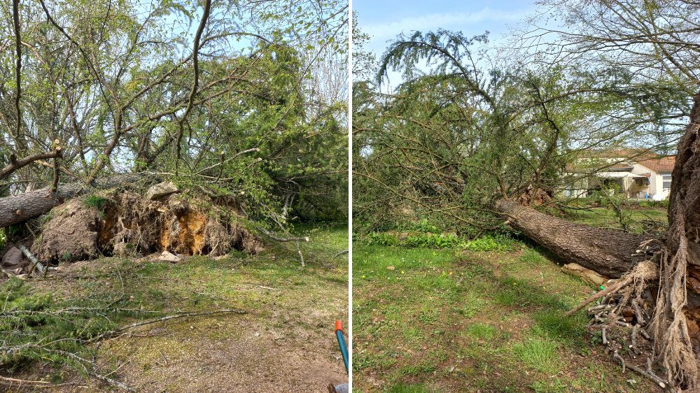 Limoges - St Junien - coupe évacuation arbre tombé suite tempête - 2022 - 3.png
