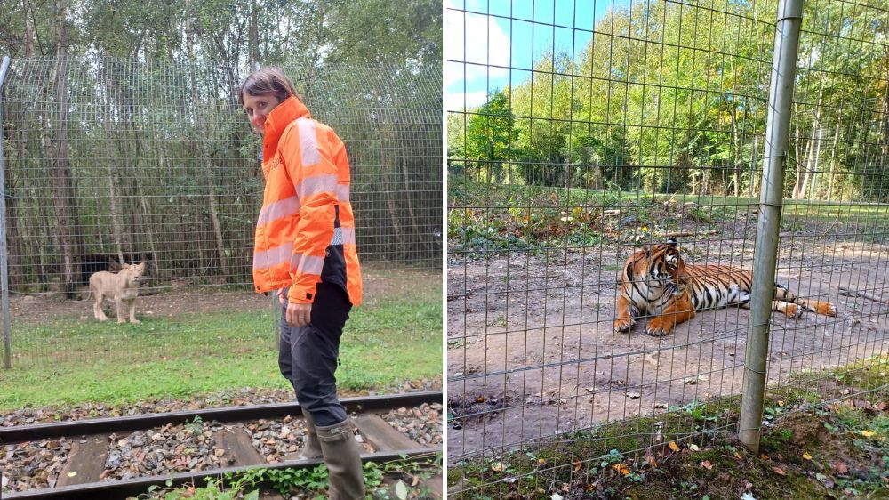 sécurisation des clôtures des parcs zoologiques Nemours