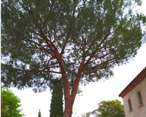 3 Taille arbre.jpg