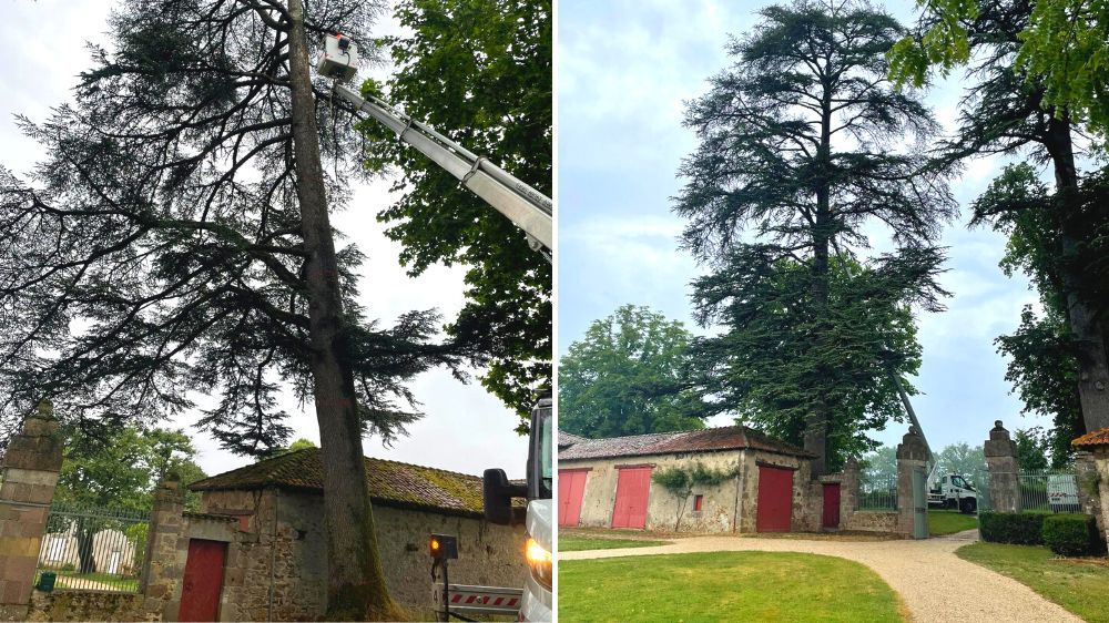 Limoges - abattage d'un cèdre 2