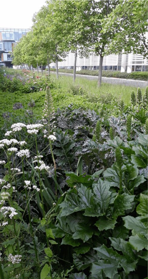 Gestion différenciée des espaces verts de l’Oréal à Chevilly-Larue (95).png