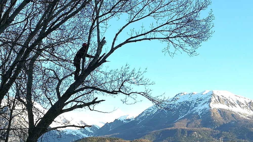 Techniques d'abattage d'arbres.jpg