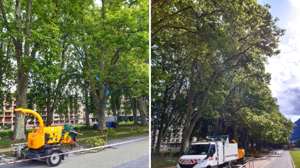 Annecy - entretien du patrimoine arboré de la ville d'Annecy.jpg