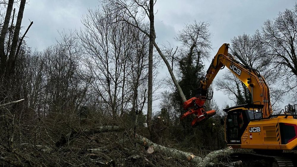 La Rochelle - abattage des arbres dangereux à Saintes.jpg