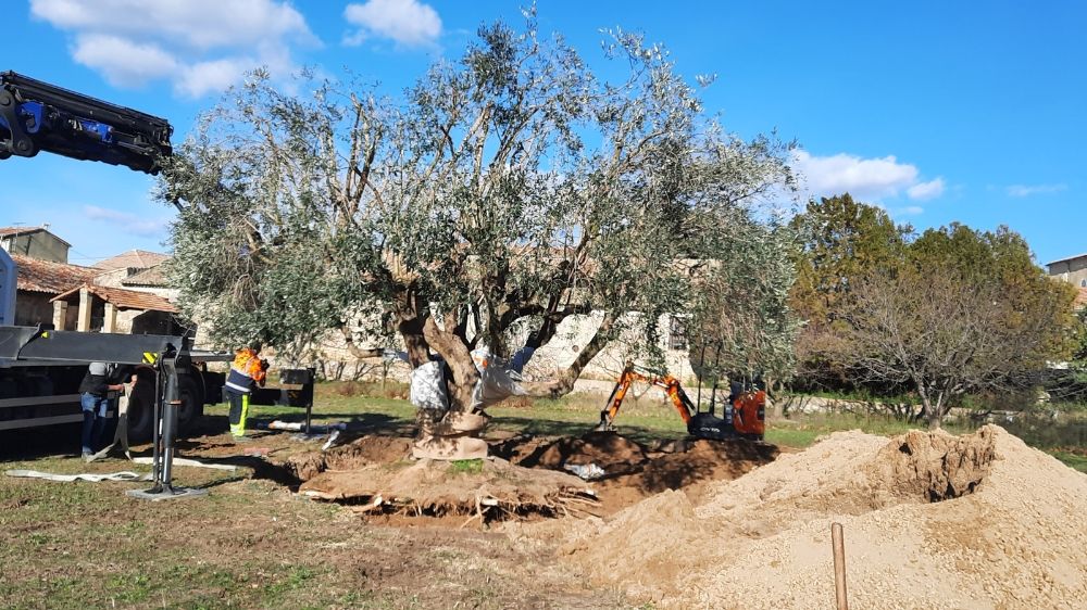 Nimes - transplantation olivier.jpg