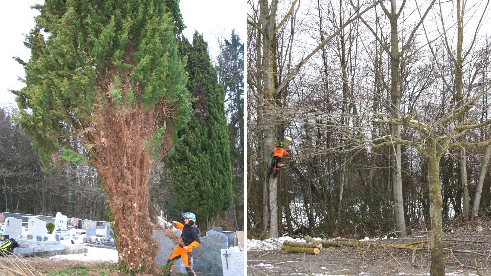 Annecy- élagage sur la commune.jpg