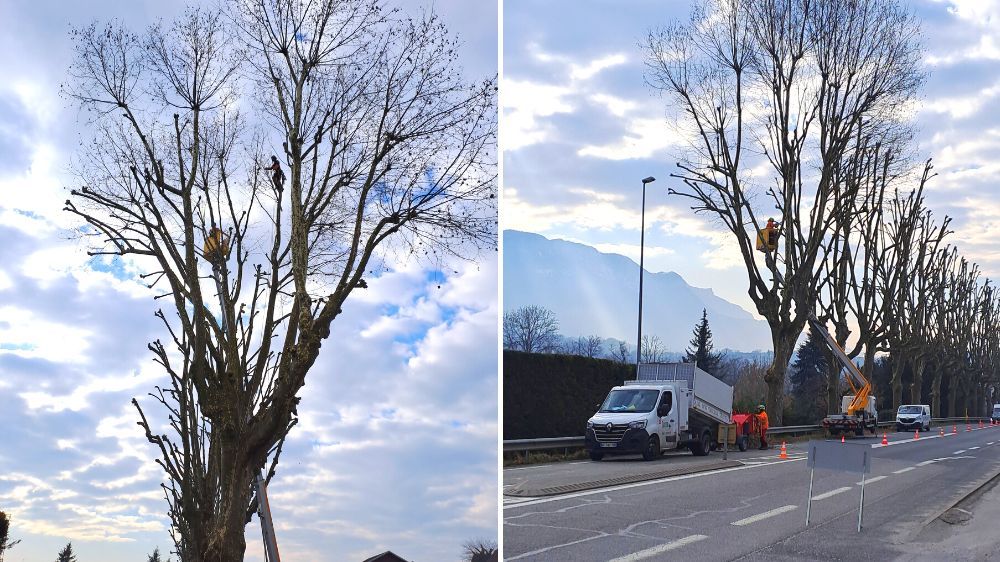 Taille de platanes en bord de route à Grésy sur Aix (13).jpg