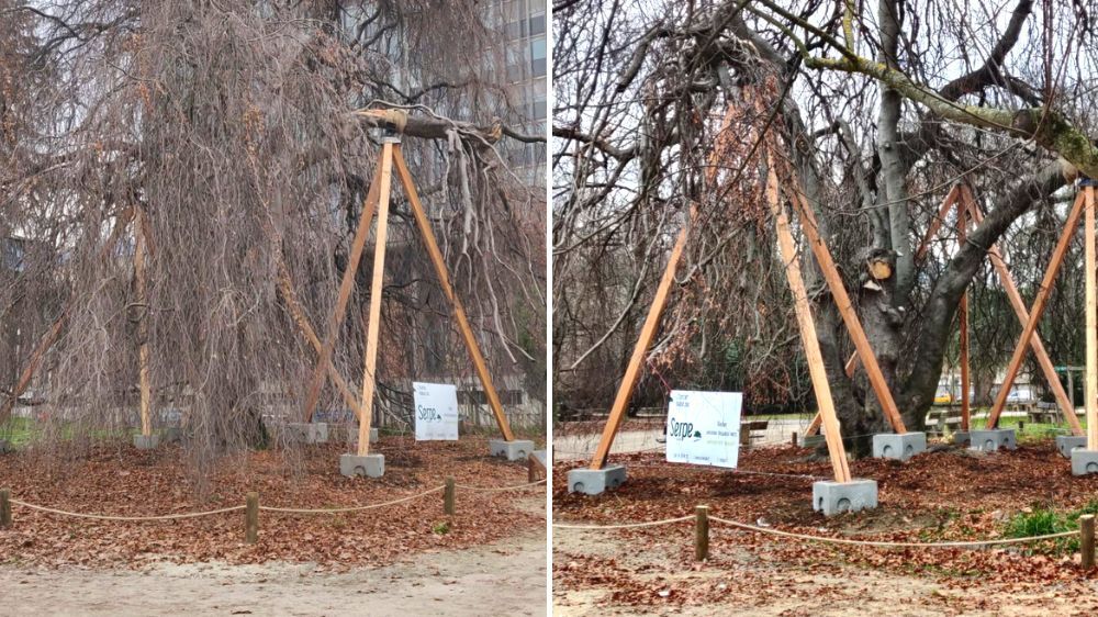 Grenoble - Haubanage d'un arbre remarquable à Grenoble.jpg