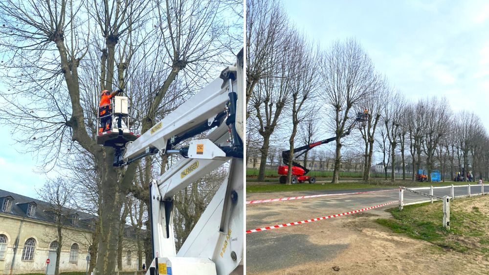 Nantes - élagage en tête de chat.jpg