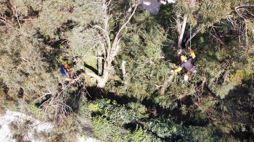 La Rochelle - Réduction latérale de deux eucalyptus.jpg