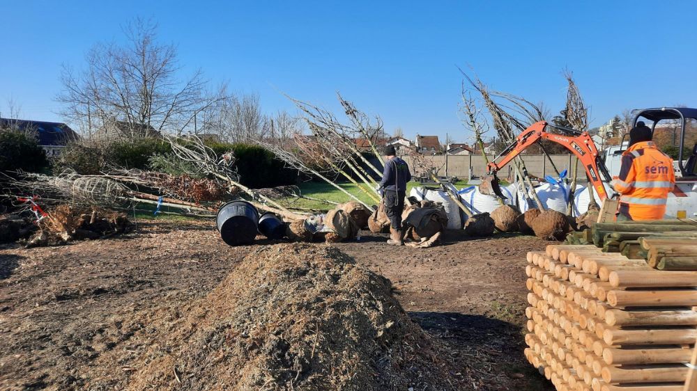 SEM- campagne de plantation d'arbres sur la ville d'Houilles 3.jpg