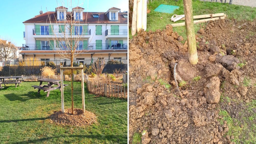 SEM- campagne de plantation d'arbres sur la ville d'Houilles.jpg