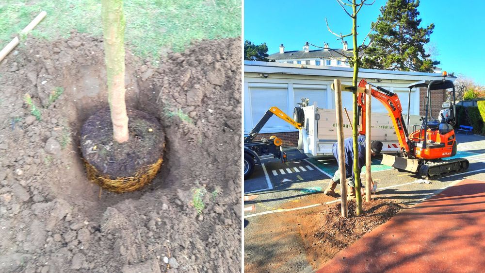 SEM- campagne de plantation d'arbres sur la ville d'Houilles 2.jpg