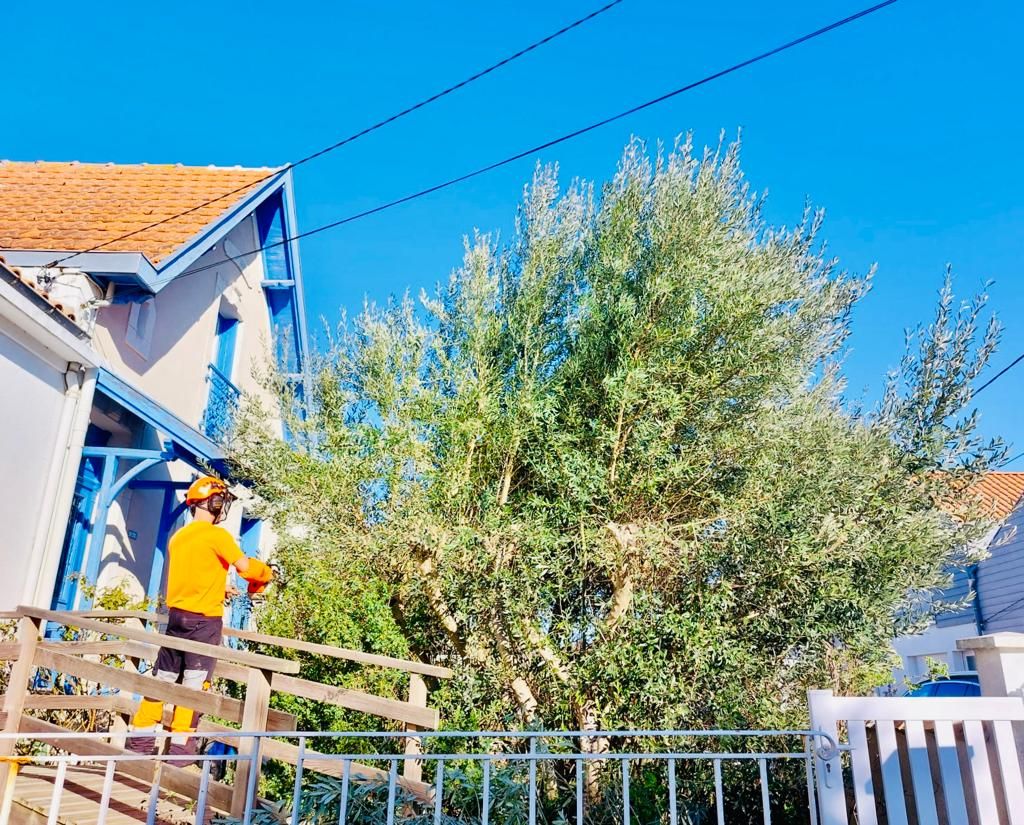 La Rochelle - taille architecturée d'un olivier.jpeg