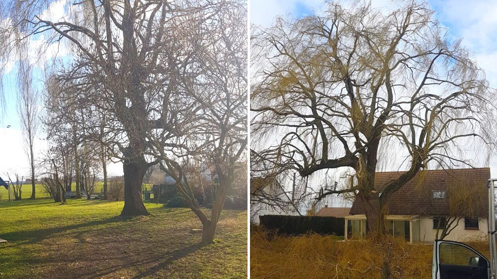 Lille - Taille de réduction d'un gros Saule Pleureur.jpg