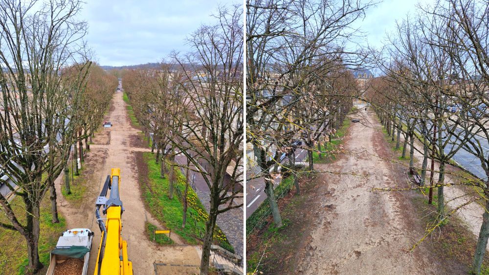 SEM - taille en rideaux à versailles.jpg