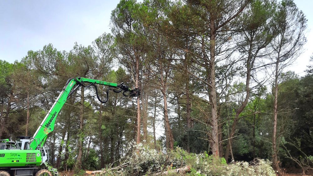 Carcassonne - Coupe de bois à Palaja.jpg