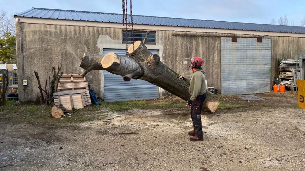 Avignon - abattage par démontage 2.jpg