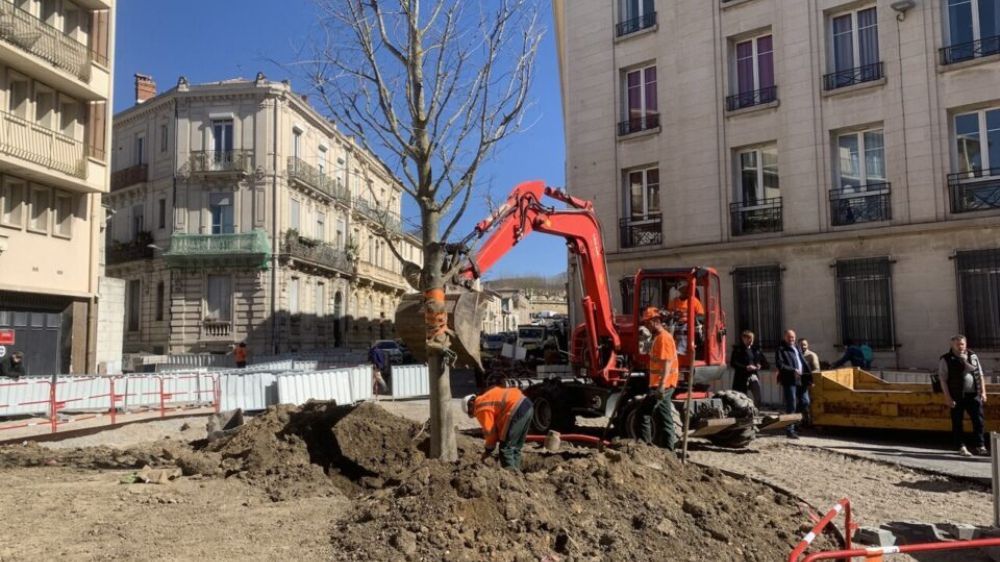 Montpellier - plantation d'un nouveau micocoulier.jpg