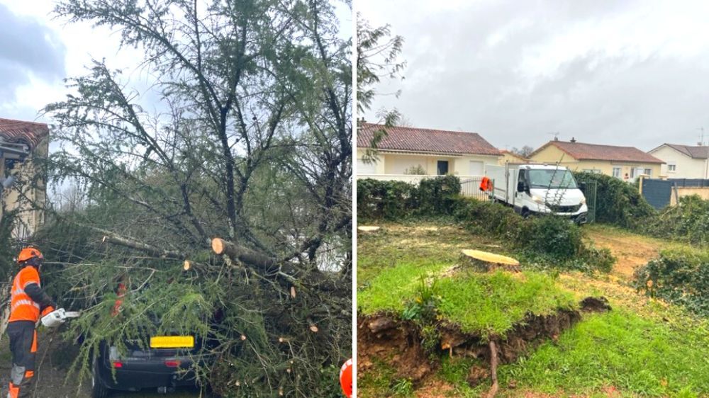 Démontage et évacuation d'arbre à Pompaire 3.jpg