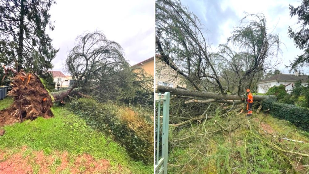 Démontage et évacuation d'arbre à Pompaire.jpg