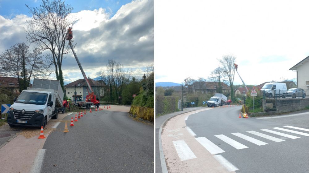 annecy - abattage d'arbres dangereux au bord d'une route communale 3.jpg