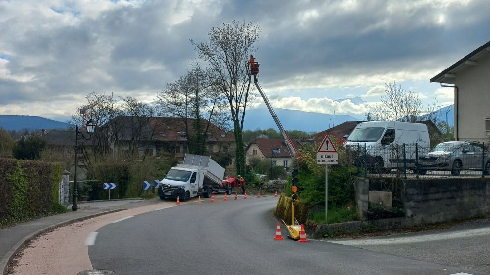 annecy - abattage d'arbres dangereux au bord d'une route communale.jpg