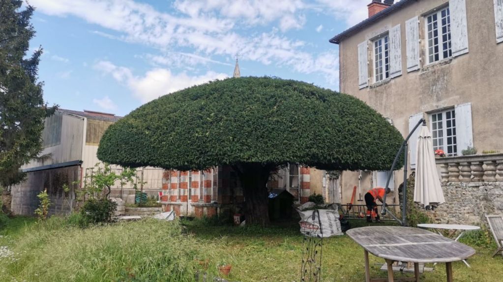 limoges - taille architecturée d'un taxus baccata.jpg