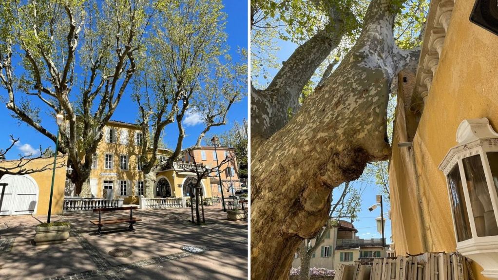 toulon - démontage de 2 platanes.jpg