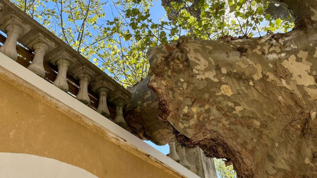 toulon - démontage de 2 platanes 2.jpg