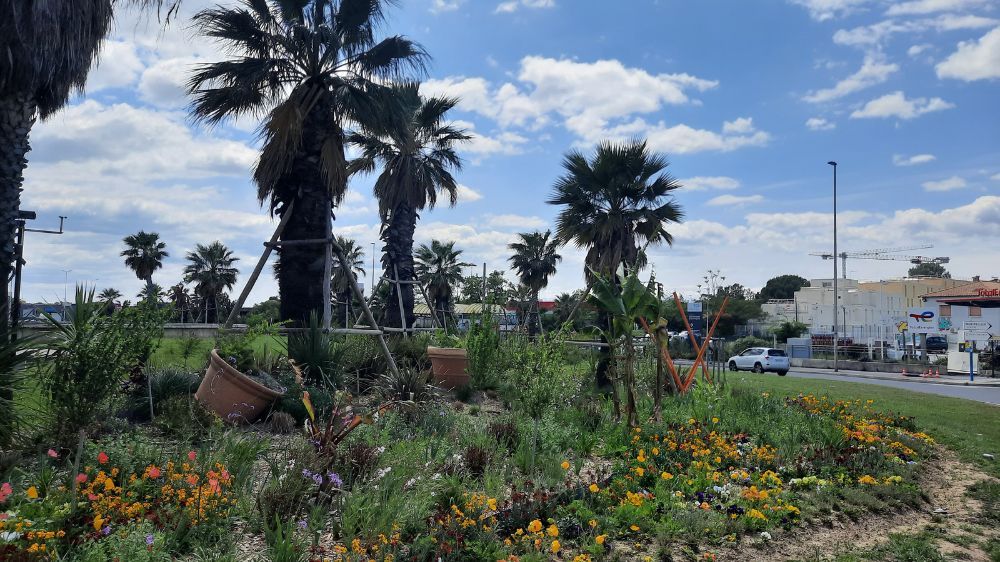 Montpellier - Aménagement paysager du rond point des près d'arènes 4.jpg