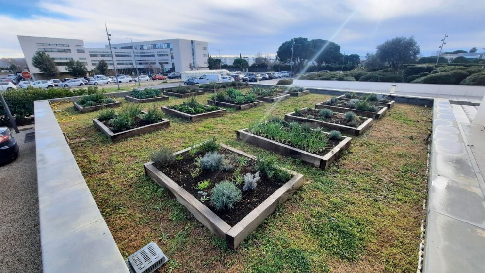 Montpellier - aménagement d'un jardin partager.jpg