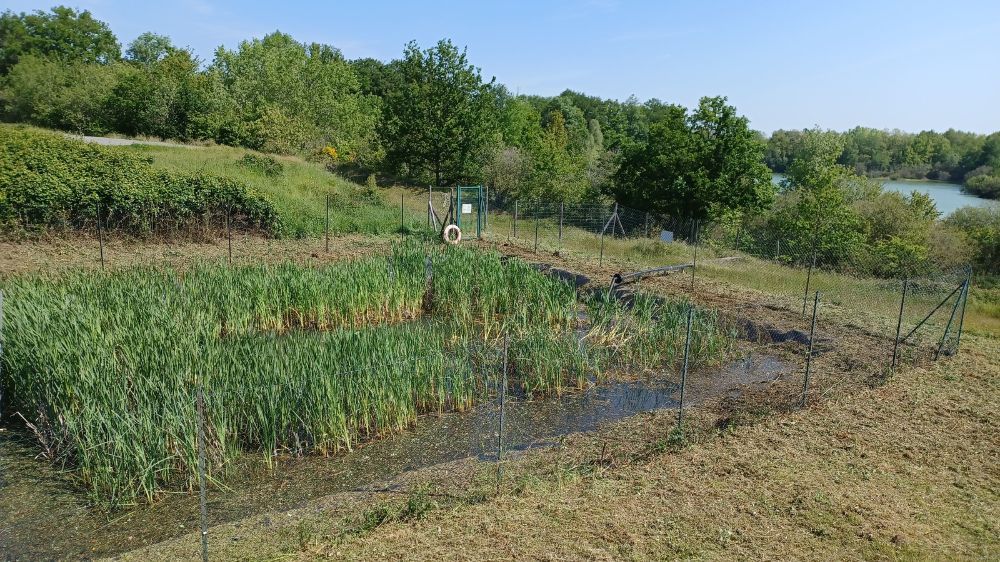 poitiers - débroussaillage d'un bassin à viennay 3.jpg