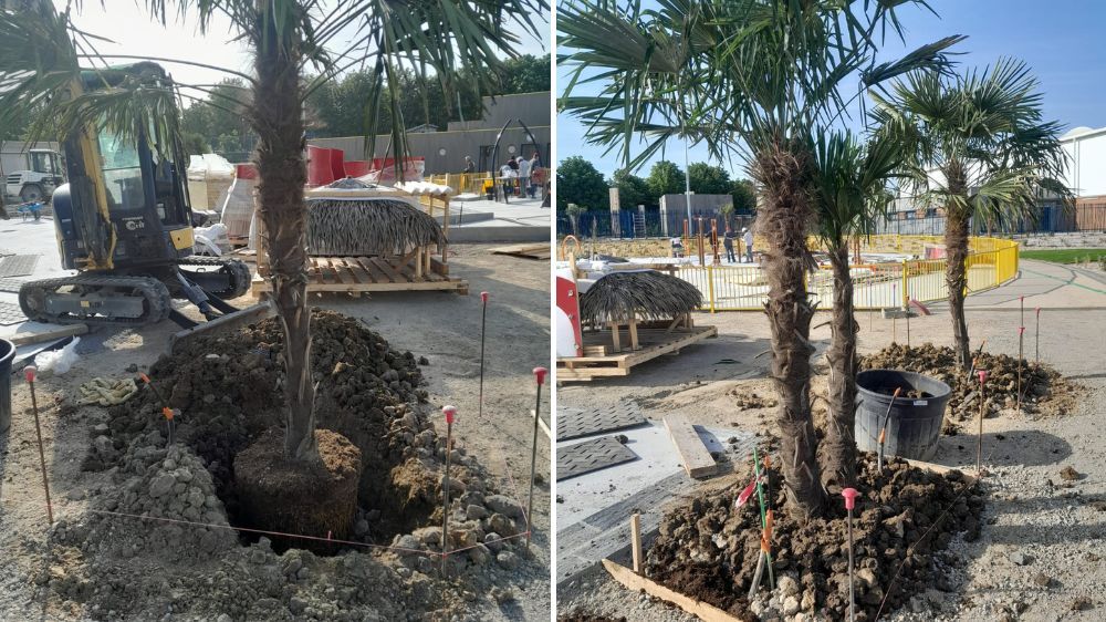 sem - plantation de gros sujets à trappes.jpg