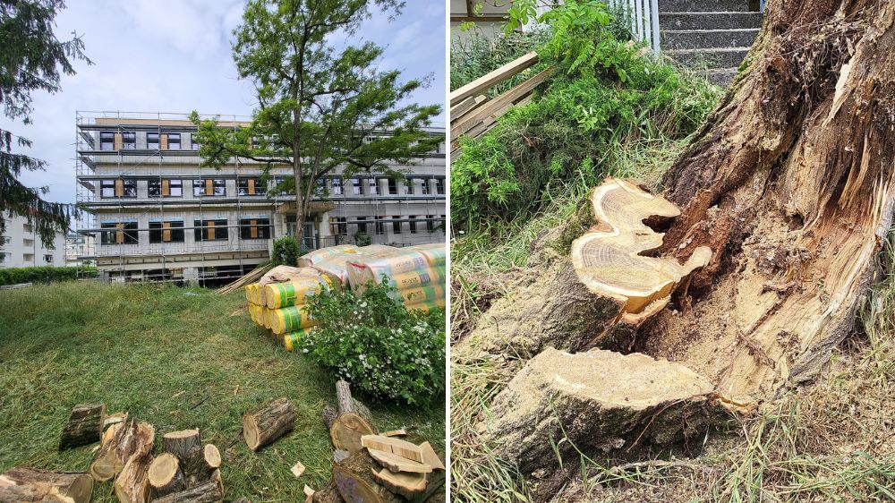 grenoble - dégagement d'urgence d'un arbre à vienne  2.jpg