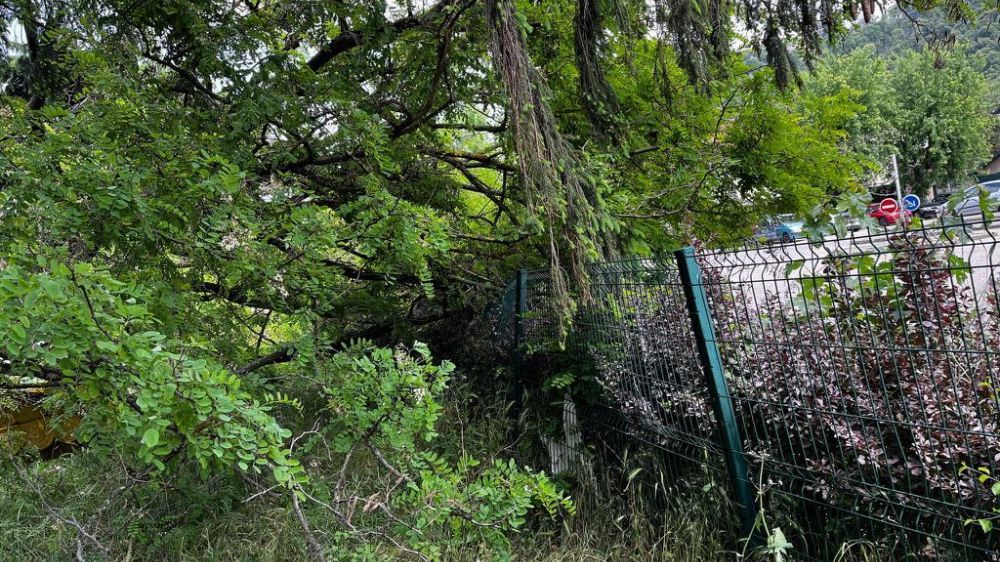 grenoble - dégagement d'urgence d'un arbre à vienne.jpg