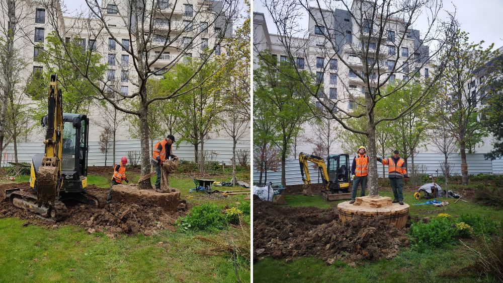 SEM - Plantation de deux arbres grandes tailles - Saint Ouen (93) 3.jpg