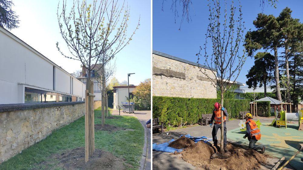 SEM - Plantation à Bourg La Reine (92).jpg