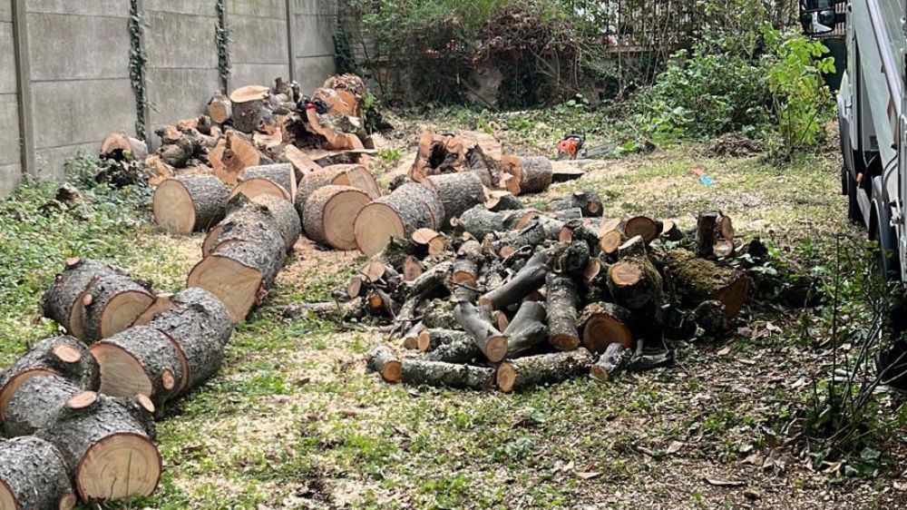 SEM - Taille et abattage d’arbres à Viroflay (78) 3.jpg