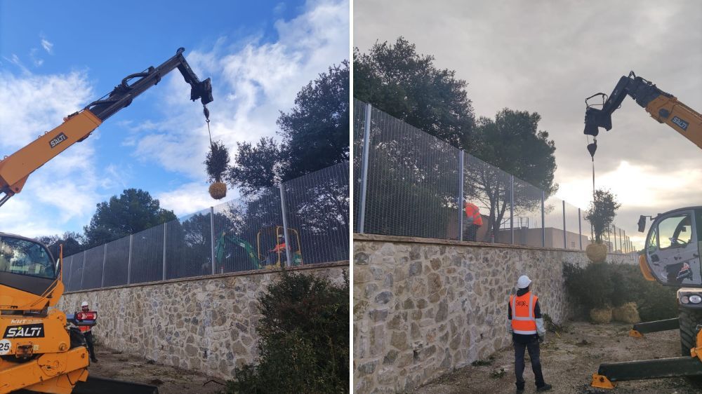 Montpellier - Plantation d’une haie défensive à Montpellier (34).jpg